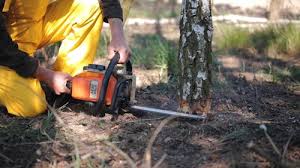 Best Tree Removal Service  in Rohnert Park, CA