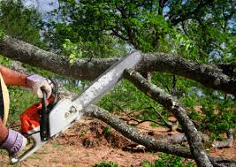  Rohnert Park, CA Tree Services Pros