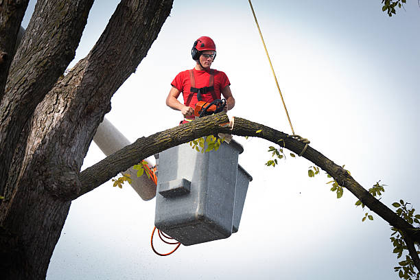 Best Commercial Tree Services  in Rohnert Park, CA