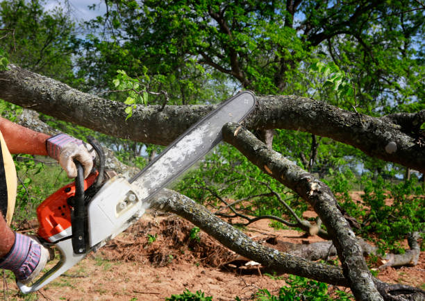 Best Tree Preservation Services  in Rohnert Park, CA